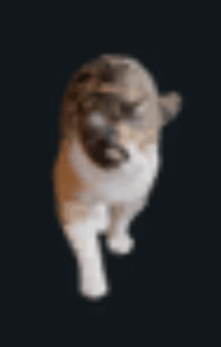 Cat attack animation