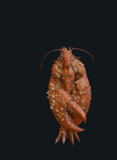 Giant-Crayfish attack animation