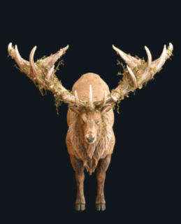 Rudolph attack animation